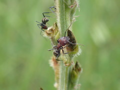 Camponotus rufoglaucus