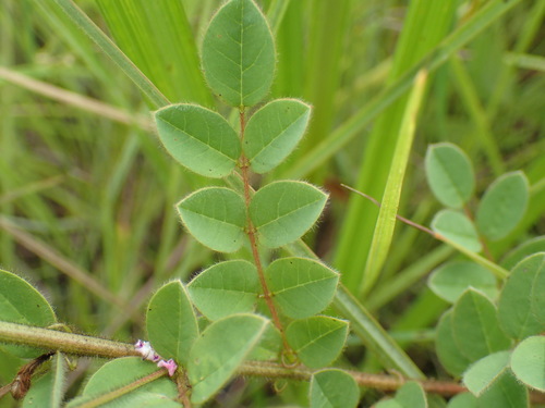 Indigofera longibarbata image