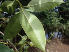 Psychotria succulenta
