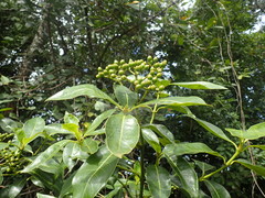 Psychotria succulenta