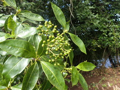 Psychotria succulenta