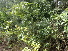 Psychotria succulenta