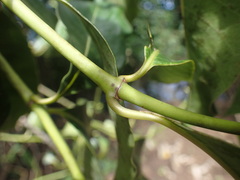 Psychotria succulenta
