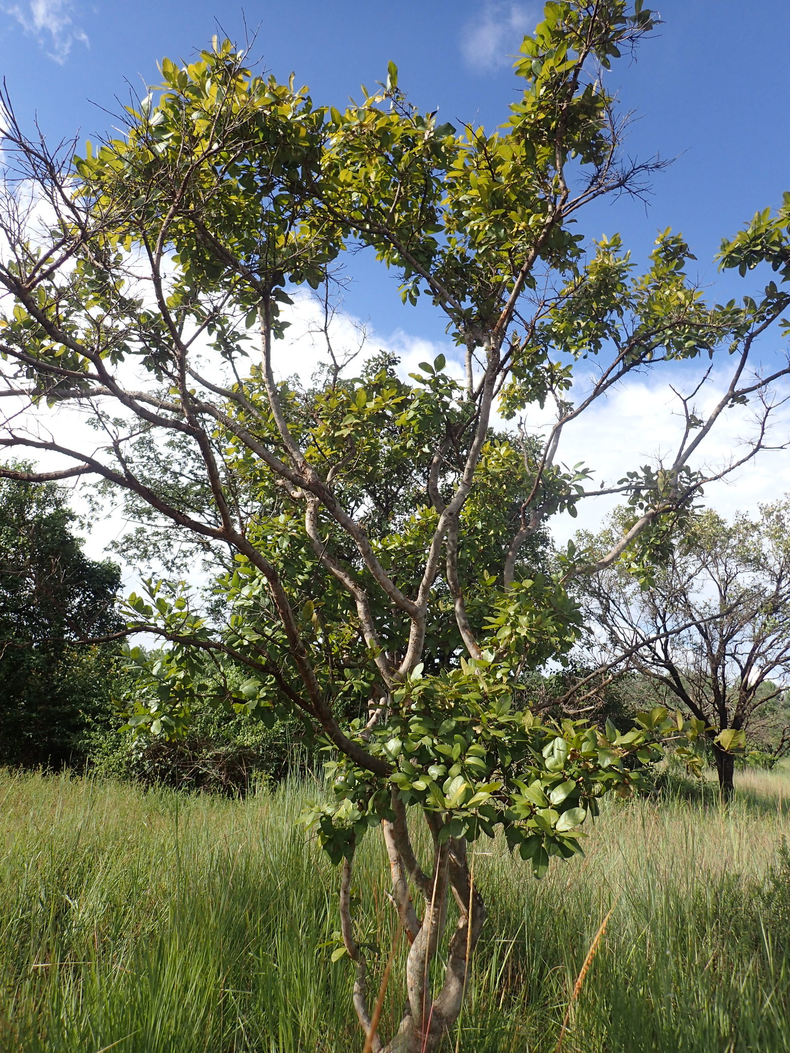 Hymenocardia acida Tul.