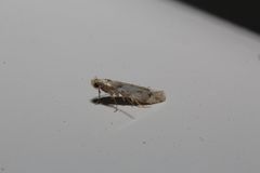 Monochroa quinquepunctella