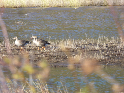iNaturalist observation photo of Greater White-fronted Goose