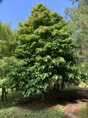 Quercus skinneri
