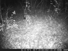 Lupulella adusta adusta