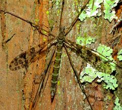 Austrolimnophila argus