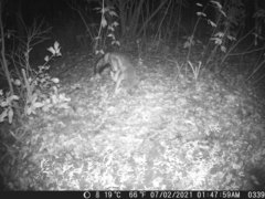 Lupulella adusta adusta