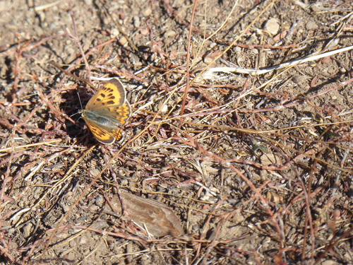 iNaturalist observation photo of Purplish Copper