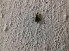 Acalymma trivittatum