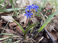 Scilla vindobonensis