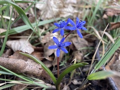 Scilla vindobonensis