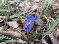 Scilla vindobonensis