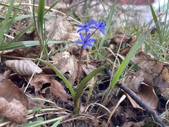 Scilla vindobonensis