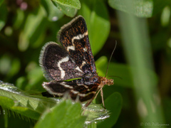 Pyrausta nigrata