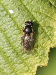 Cheilosia soror
