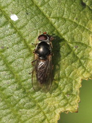 Cheilosia soror