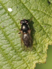 Cheilosia soror