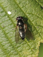 Cheilosia soror