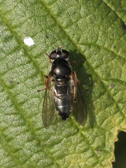 Cheilosia soror