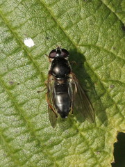Cheilosia soror