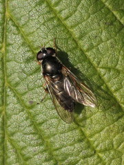 Cheilosia soror