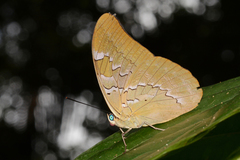 Mesoprepona pheridamas