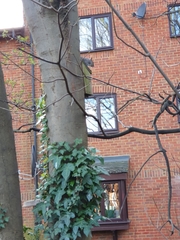 Sciurus carolinensis