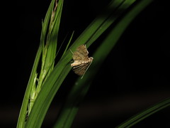 Lamprosema tampiusalis