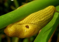 Elisolimax flavescens