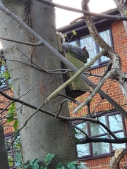 Sciurus carolinensis