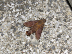 Macroglossum corythus