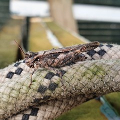 Acrotylus insubricus