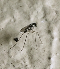 Dactylomyia lateralis