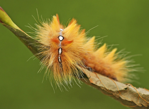 Sycamore Moth