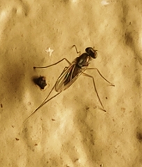 Dactylomyia lateralis