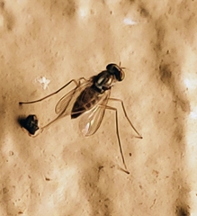 Dactylomyia lateralis