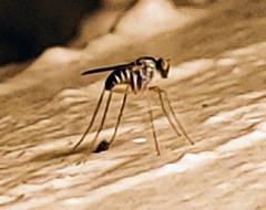 Dactylomyia lateralis