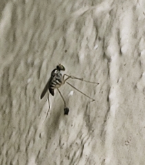 Dactylomyia lateralis