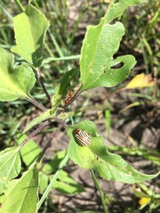 Zygogramma exclamationis