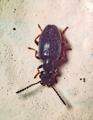 Microhoria
