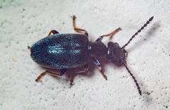 Microhoria