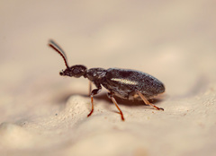 Microhoria