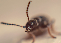 Microhoria