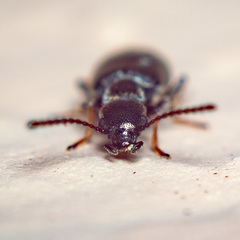 Microhoria