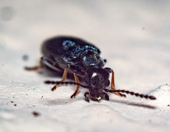 Microhoria