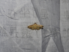 Herpetogramma cynaralis