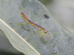 Tarachomantis